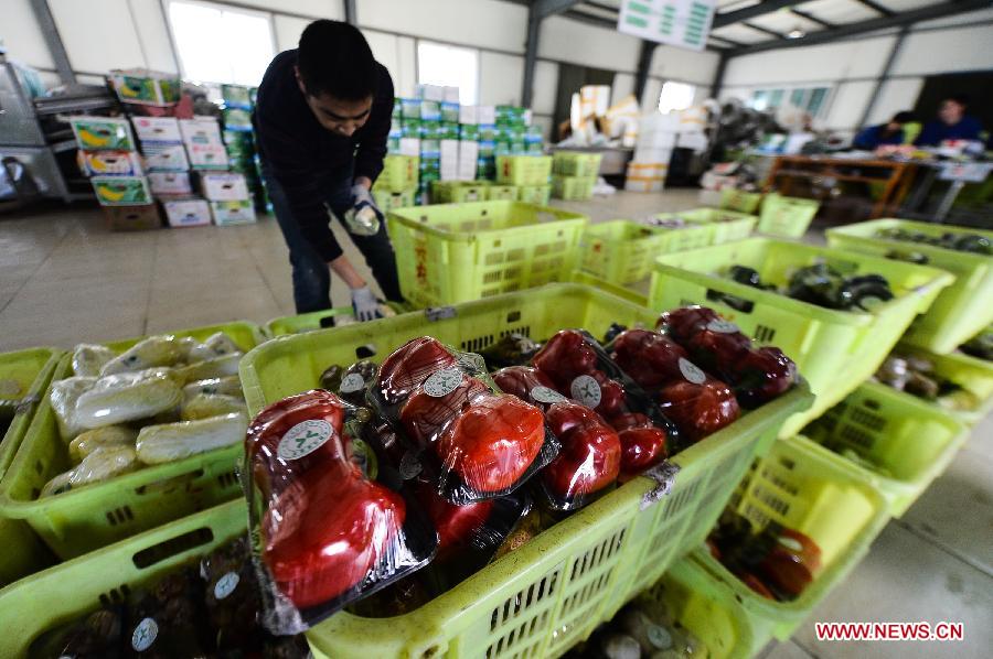 A worker packs vegetables at a vegetable distribution center in Haidong, the second largest city in northwest China's Qinghai Province, Jan. 22, 2014. Qinghai provincial capital Xining has made efforts to ensure supply of vegetables during the Spring Festival by importing vegetables from surrounding areas including Haidong. The Spring Festival, or the Chinese traditional lunar New Year, begins on Jan. 31 this year. (Xinhua/Wu Gang) 