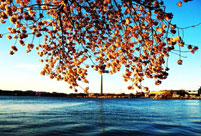 Cherry blossoms hit peak bloom in Washington D.C.